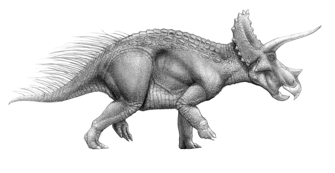 Triceratops.jpg