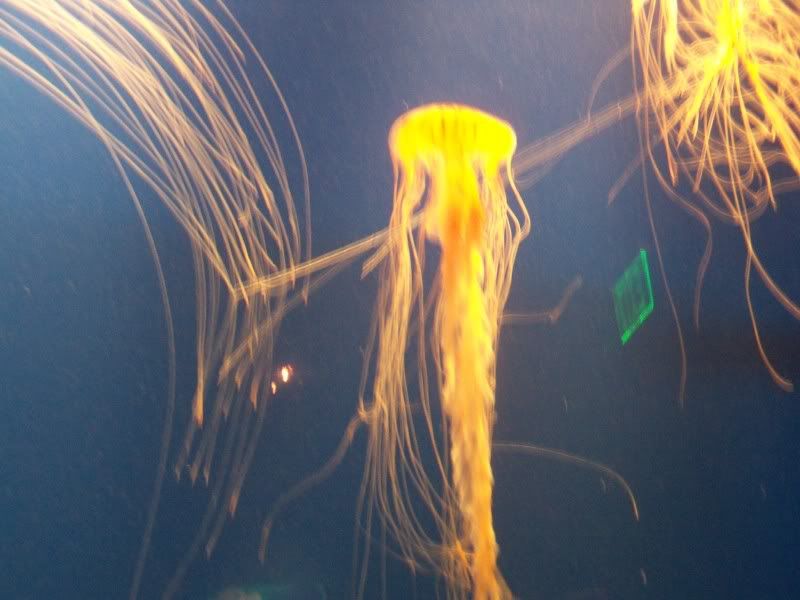 Jellies