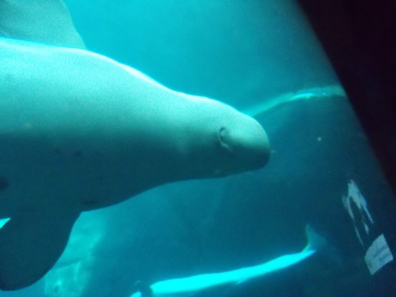 Beluga whale