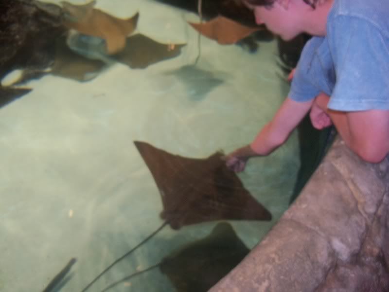 Petting the rays