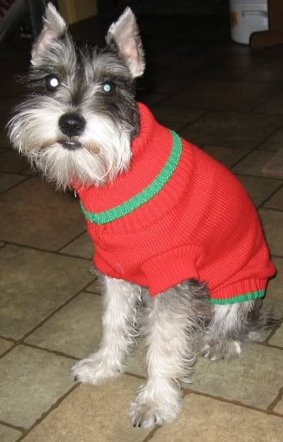 mini schnauzer Valentine sweater rec