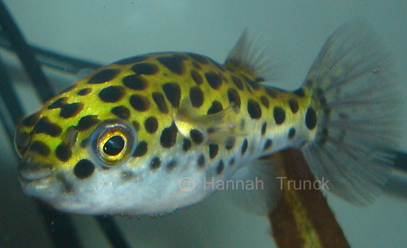 leopard puffer freshwater