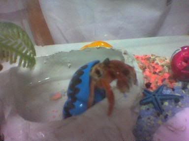 Image hosted by Photobucket.com