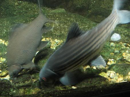 Image hosting by Photobucket