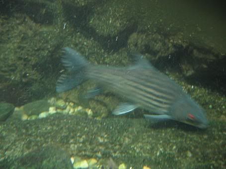 Image hosting by Photobucket