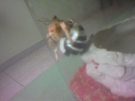 Image hosting by Photobucket