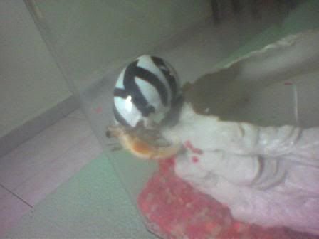 Image hosting by Photobucket