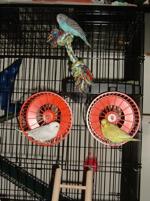 parrot puts hamster in wheel