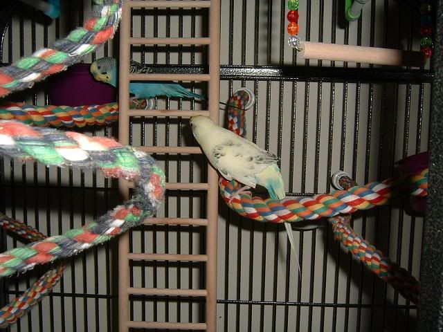 gv cage nitro