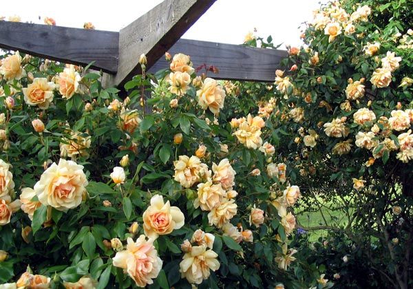 crepuscule-pergola-wood.jpg