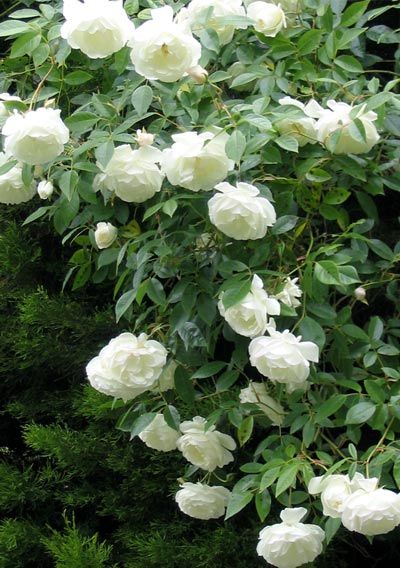 iceberg-shrub-rose.jpg