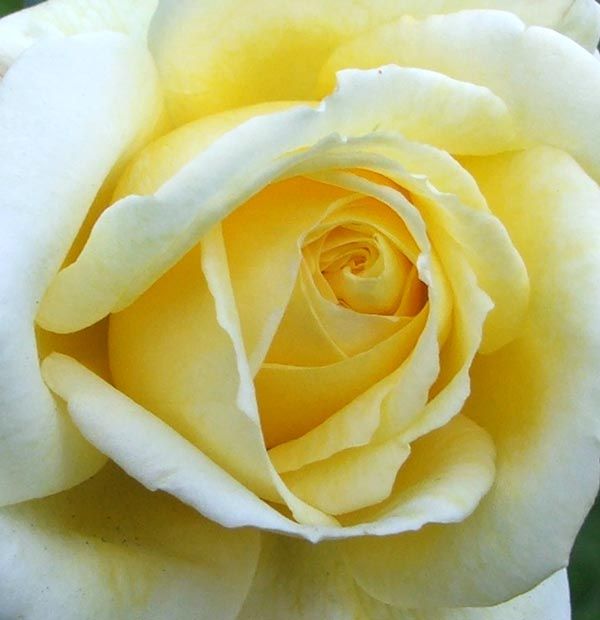 lemon-rose-flower.jpg