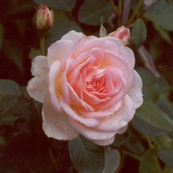 nancy-steen-rose.jpg