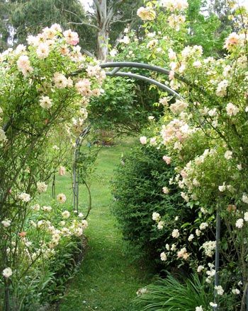 rose-arch-phyllis-rose.jpg