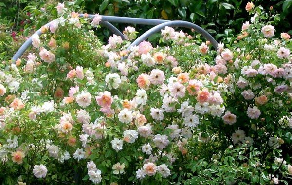 roses-phyllis-peach.jpg