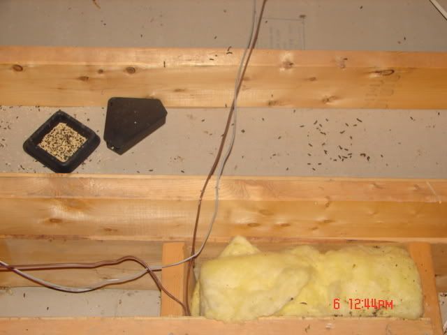 Bait box and droppings observed in attic (droppings where prevalent throughout attic)