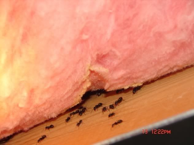 ants observed in suspended ceiling.