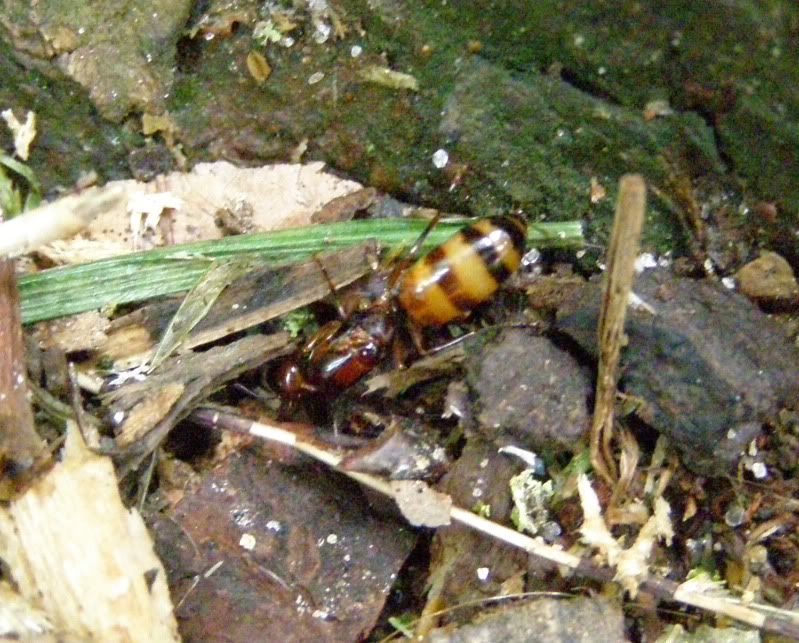 Camponotussubbarbatusqueen2.jpg