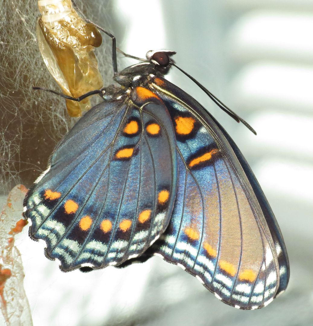 Red%20Spotted%20Purple%20Butterfly.jpg