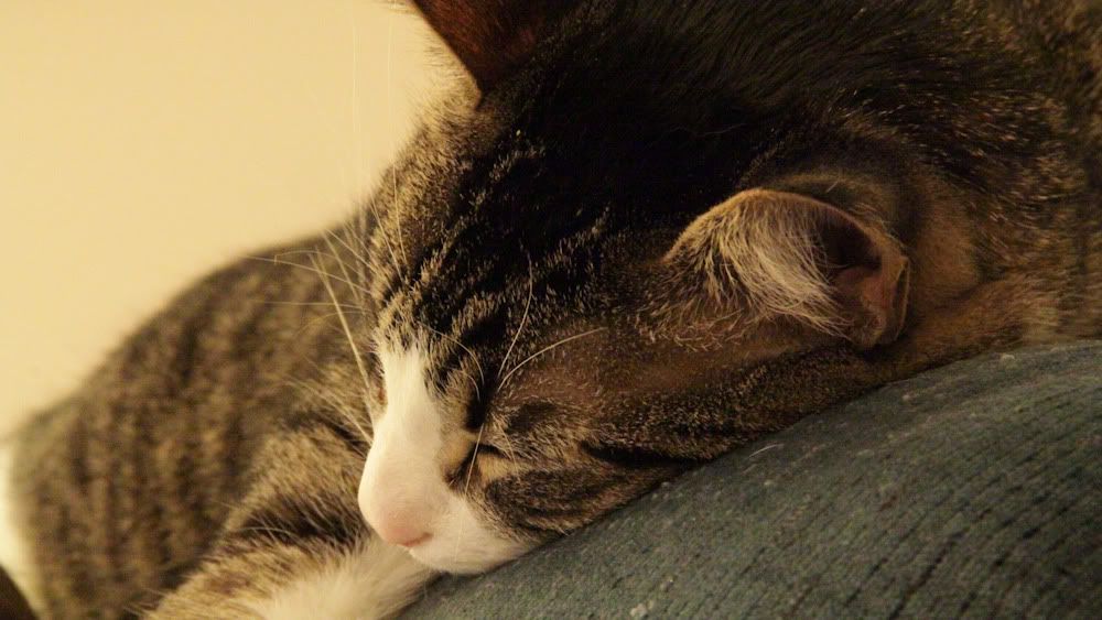 IMAGE: http://img.photobucket.com/albums/v736/Boomstick68/IMG_0611.jpg