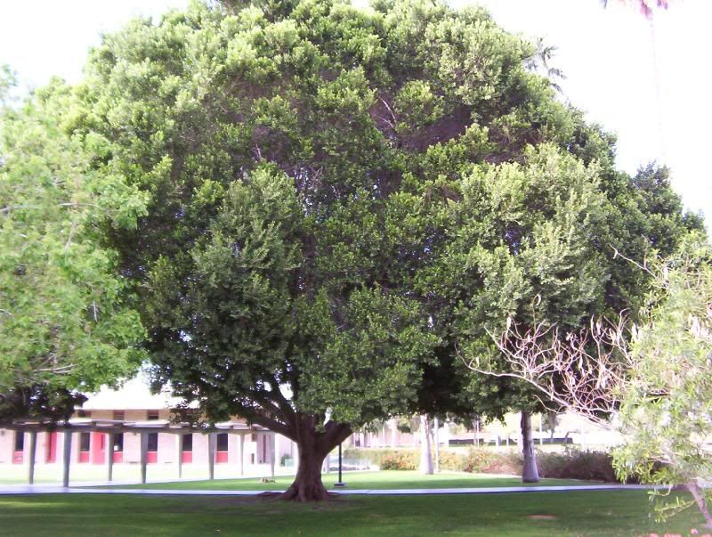 Ficus Microcarpa Nitida