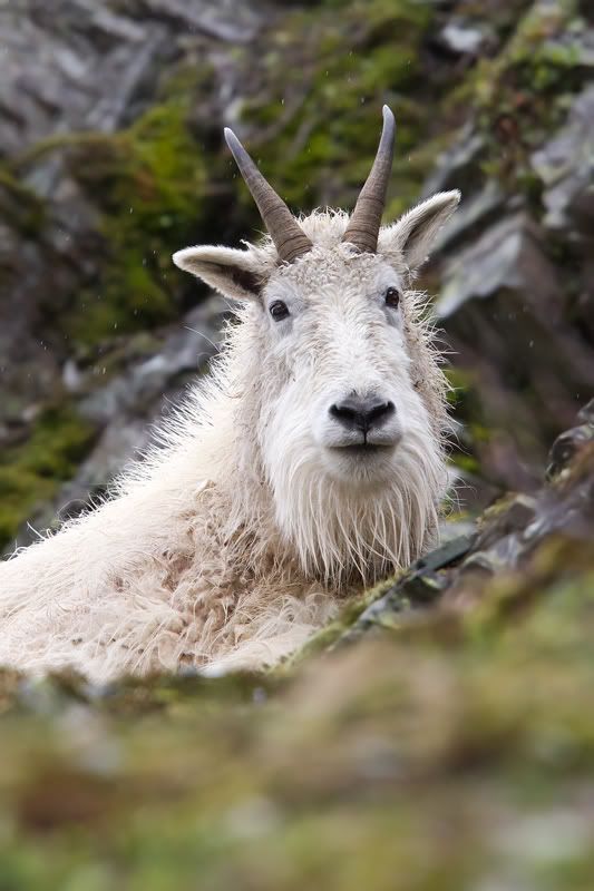 goat-portrait-small.jpg