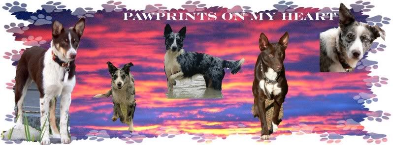 CopyofPAWPRINTS-1.jpg