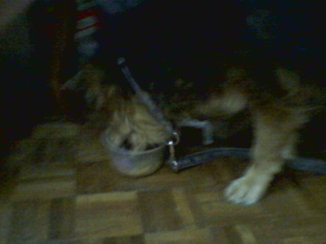 Image hosted by Photobucket.com