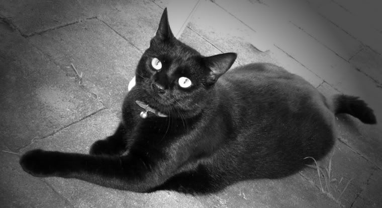 IMAGE: http://img.photobucket.com/albums/v738/kellymac/Cats/TASSIE.jpg