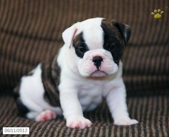 http://img.photobucket.com/albums/v739/97cavy/puppy-english-bulldog-for-sale-puppiesforsaleinpajs2511.jpg