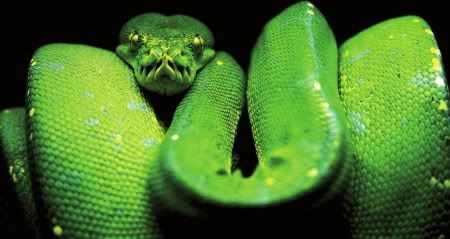 python