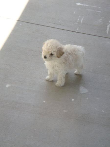 toy poodle 7 weeks old