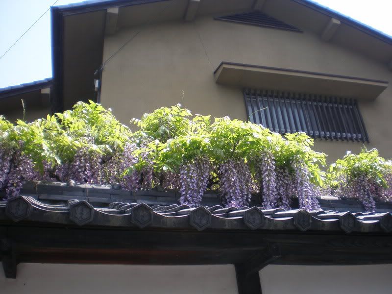 Wisteria!  The official flower of May! Pictures, Images and Photos