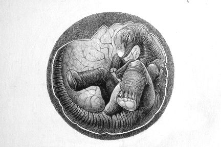 sauropod-embryo_p102.jpg