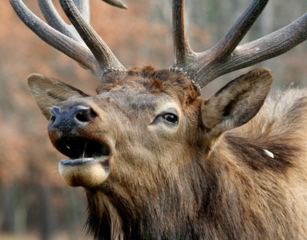 IMAGE: http://img.photobucket.com/albums/v74/thisnthatphotos/wildlife/IMG_0129.jpg