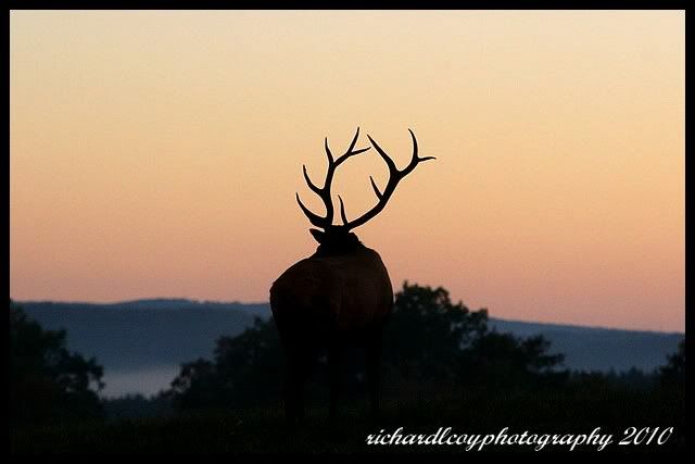 IMAGE: http://img.photobucket.com/albums/v74/thisnthatphotos/wildlife/IMG_2876.jpg