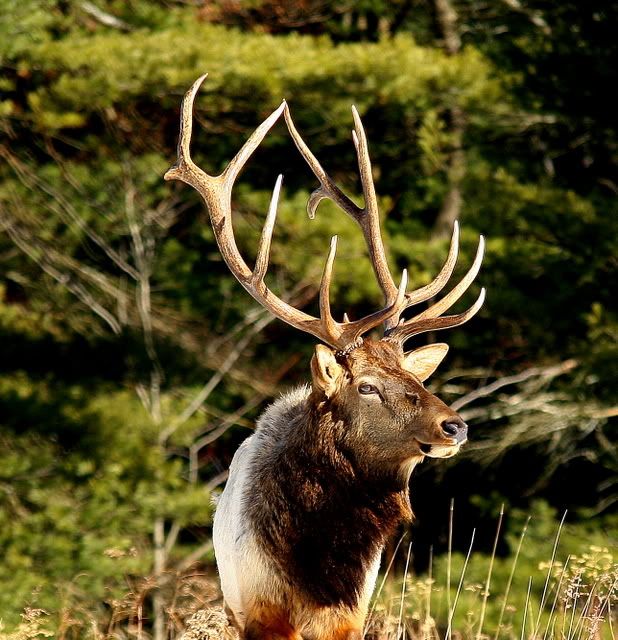 IMAGE: http://img.photobucket.com/albums/v74/thisnthatphotos/wildlife/IMG_6000.jpg