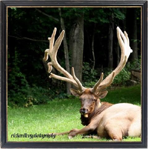 IMAGE: http://img.photobucket.com/albums/v74/thisnthatphotos/wildlife/IMG_9296-1-1.jpg