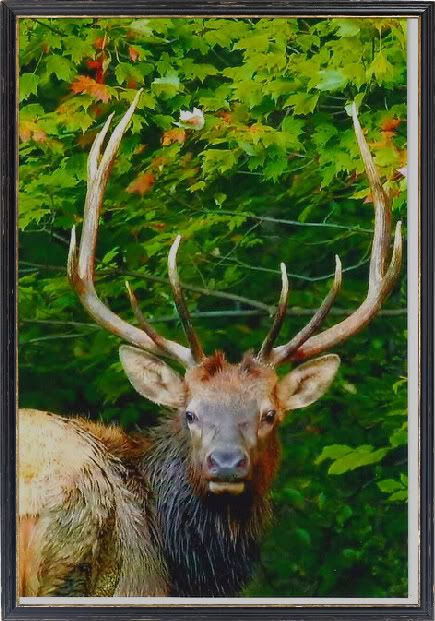 IMAGE: http://img.photobucket.com/albums/v74/thisnthatphotos/wildlife/Top-9.jpg