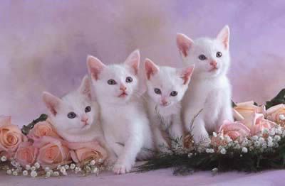 Image hosting by Photobucket