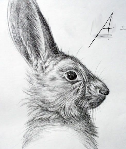 rabbit portrait