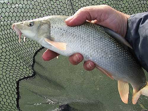 Barbel.jpg picture by pnm123