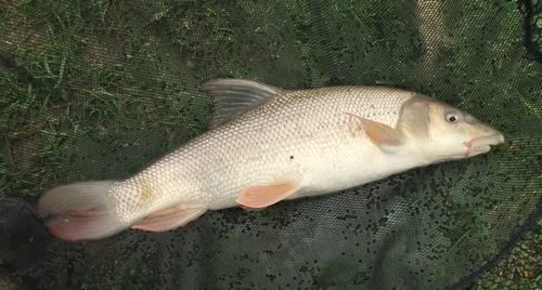 MonkLakeBarbel.jpg picture by pnm123