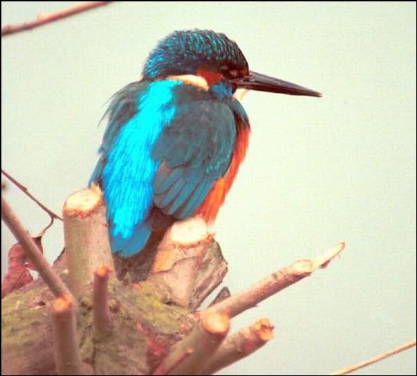 W10-11.jpg Kingfisher. picture by pnm123