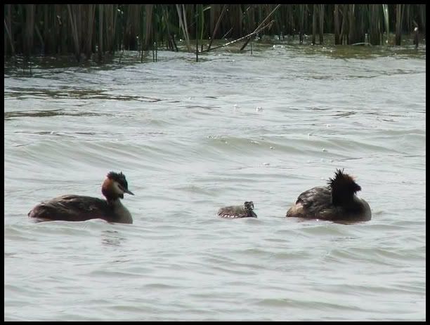 A15.jpg Great Crested Grebes with chick picture by pnm123