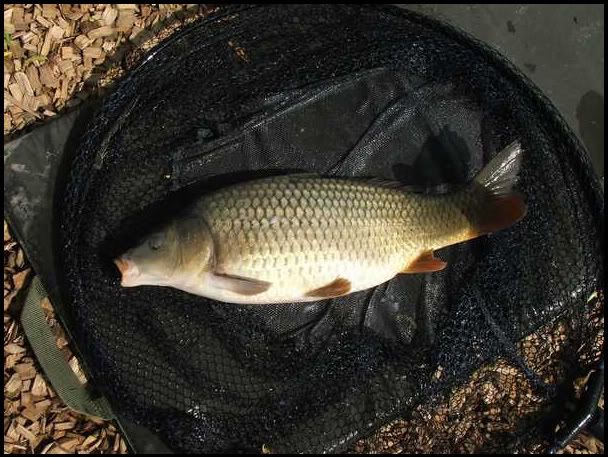 A19.jpg Common Carp picture by pnm123