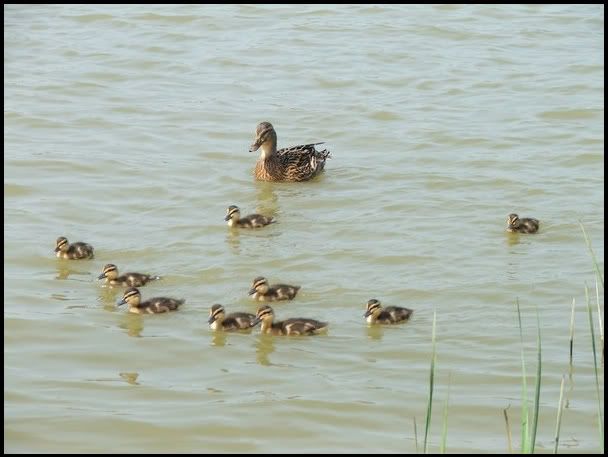 A20.jpg Mallard with ducklings picture by pnm123