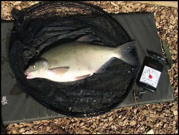 A26.jpg Bream 6lbs 8ozs picture by pnm123