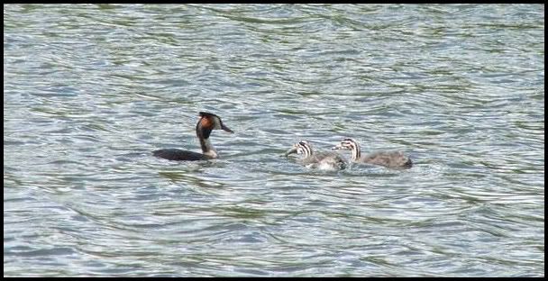 a5.jpg Great Crested Grebe's. picture by pnm123