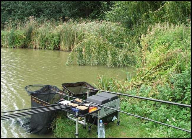 Peg 3. The Willow for me today